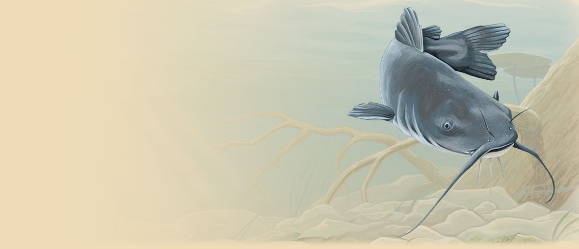 1180x509 Blue Catfish Facts, Information, And Photos - Flathead Catfish Painting