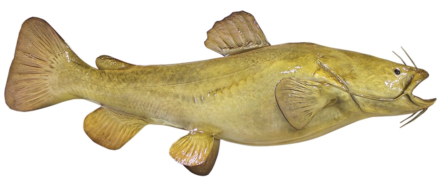 900x377 Flathead Catfish Fishmount - Flathead Catfish Painting