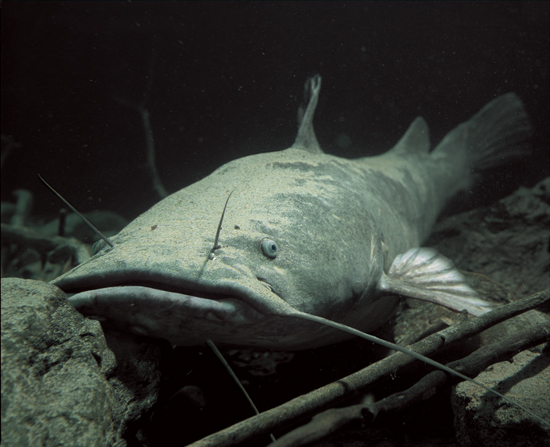 550x447 Catch More Flatheads - Flathead Catfish Painting