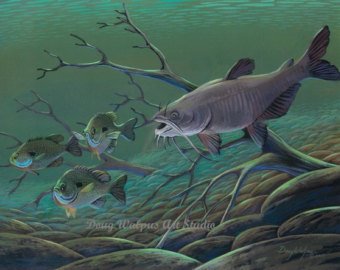 340x270 Catfish Painting Etsy - Flathead Catfish Painting