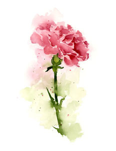232x300 Carnation Floral Watercolor Painting 11 X 14 Art Print By Artist - Floral Watercolor Painting