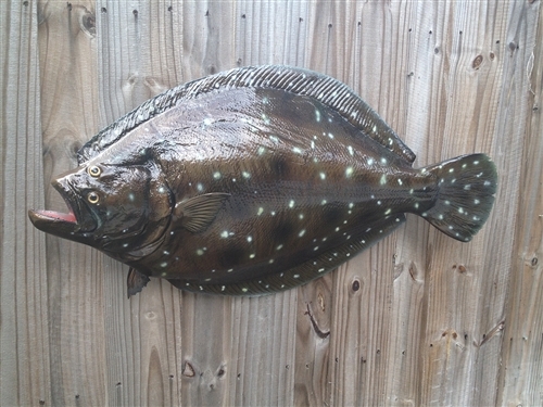 500x375 Flounder Fish Mount Two Sided Wall Mount Fish Replica - Flounder Painting
