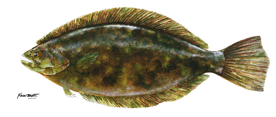 900x384 Anatomical Flounder Painting By Kevin Brant - Flounder Painting