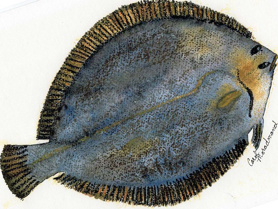 900x675 Freddie The Flounder Painting By Carol Lindquist - Flounder Painting