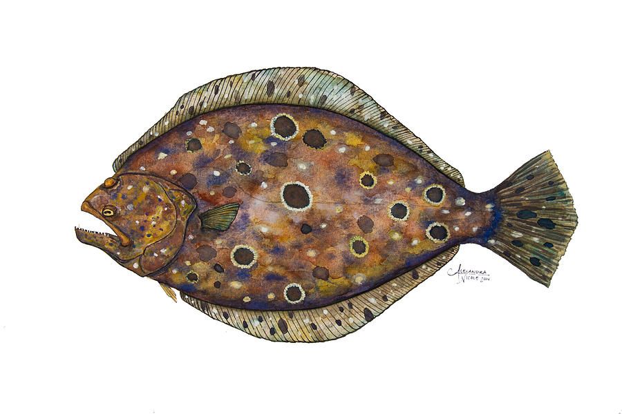 900x600 Summer Flounder Greeting Card For Sale By Alexandra Nicole Newton - Flounder Painting