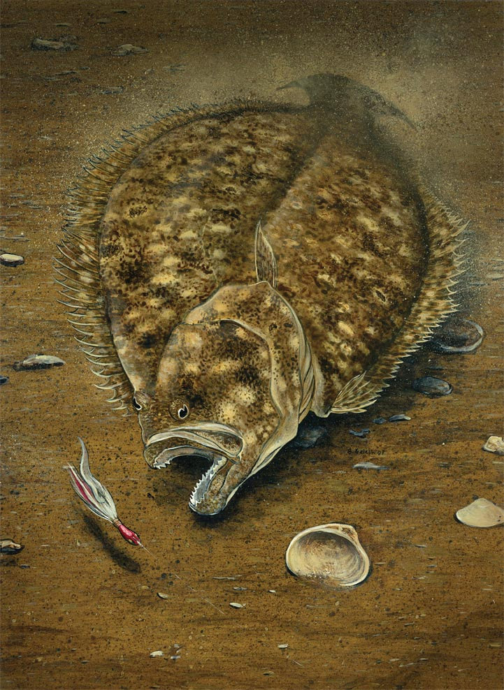 721x988 Bucktail Flounder Summer Flounder 16x20 Art Print - Flounder Painting