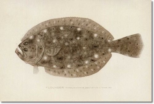 500x337 Flounder Pottery Ideas Famous Artwork, Pottery - Flounder Painting