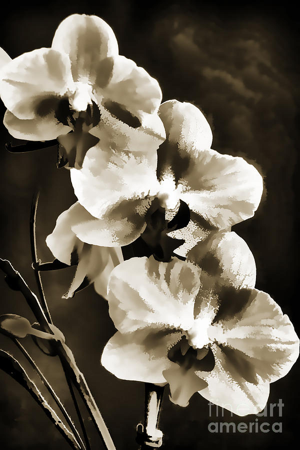 600x900 Flowers Painting In Black And White Sepia 3180.01 Painting By M K - Flower Painting Black And White