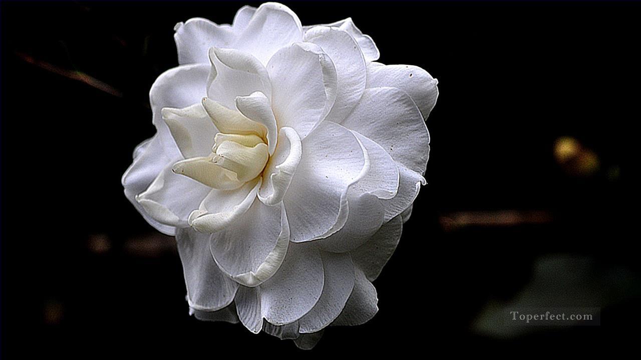 1280x720 Xsh505 Black And White Flowers Painting In Oil For Sale - Flower Painting Black And White