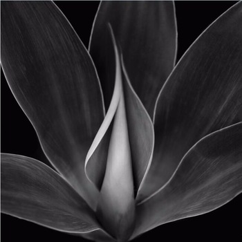 350x350 Abstract Black And White Flower Painting,flower Picture Painting - Flower Painting Black And White