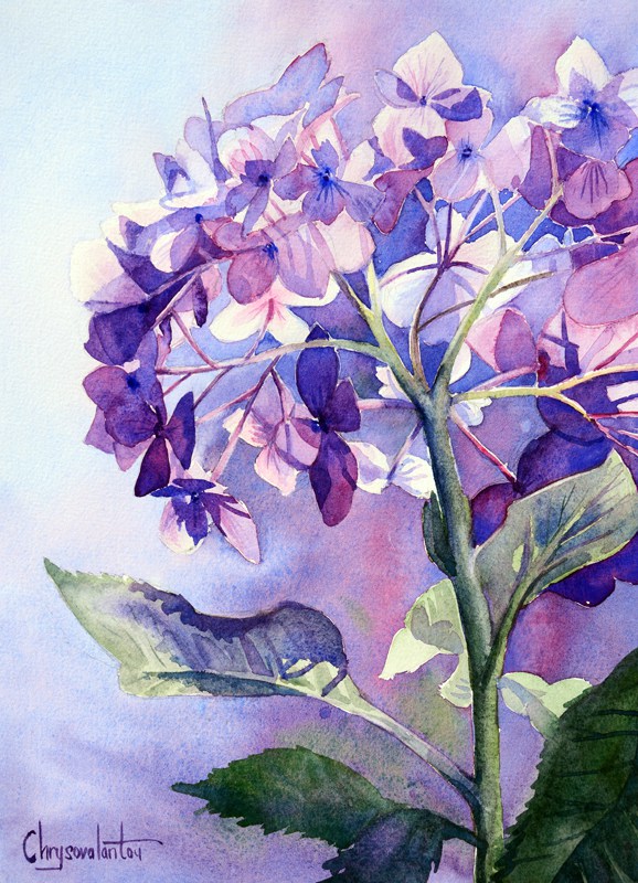 578x800 Flower Paintings Chrysovalantou Mavroudis Watercolour Artist - Flower Painting Images