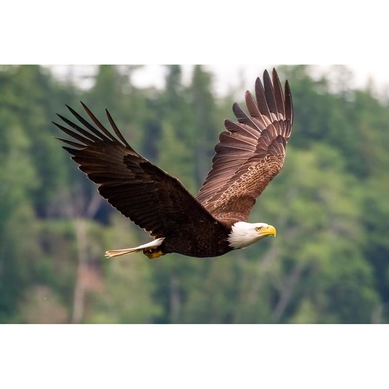 800x800 2018 Bald Eagle Flying Bird Diy Diamond Painting Embroidery 5d - Flying Bird Painting
