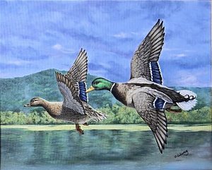 300x241 Flying Ducks Paintings Fine Art America - Flying Duck Painting