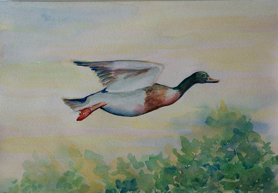 570x397 Flying Duck Watercolor Painting Original Artwork Duck Watercolor - Flying Duck Painting