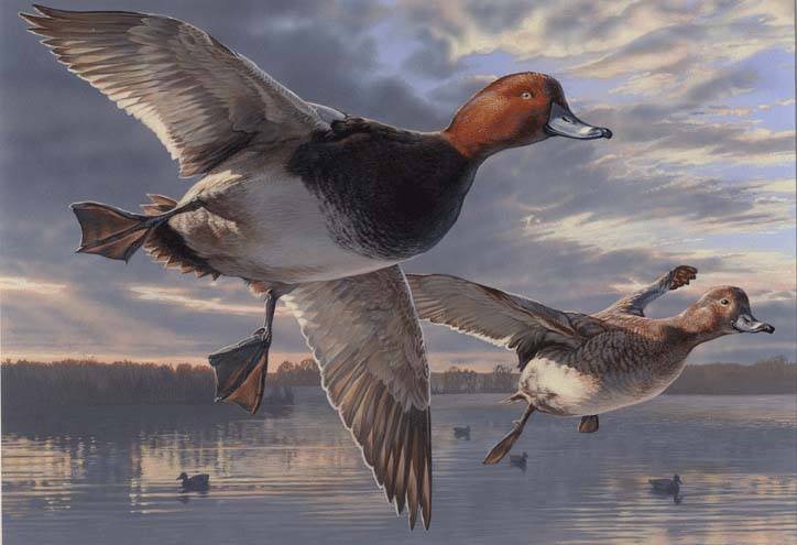 724x495 Rw64 64th Duck Stamp Additional Information - Flying Duck Painting
