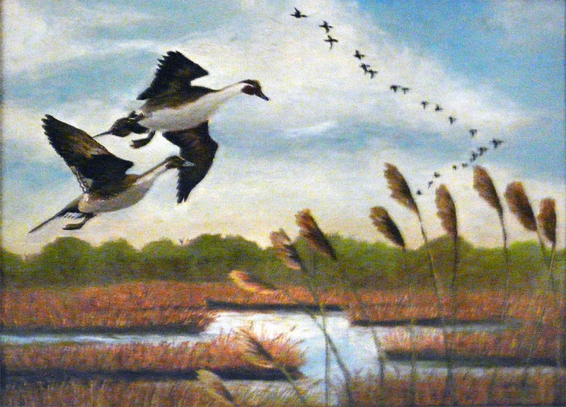 800x575 Flying Ducks - Flying Duck Painting