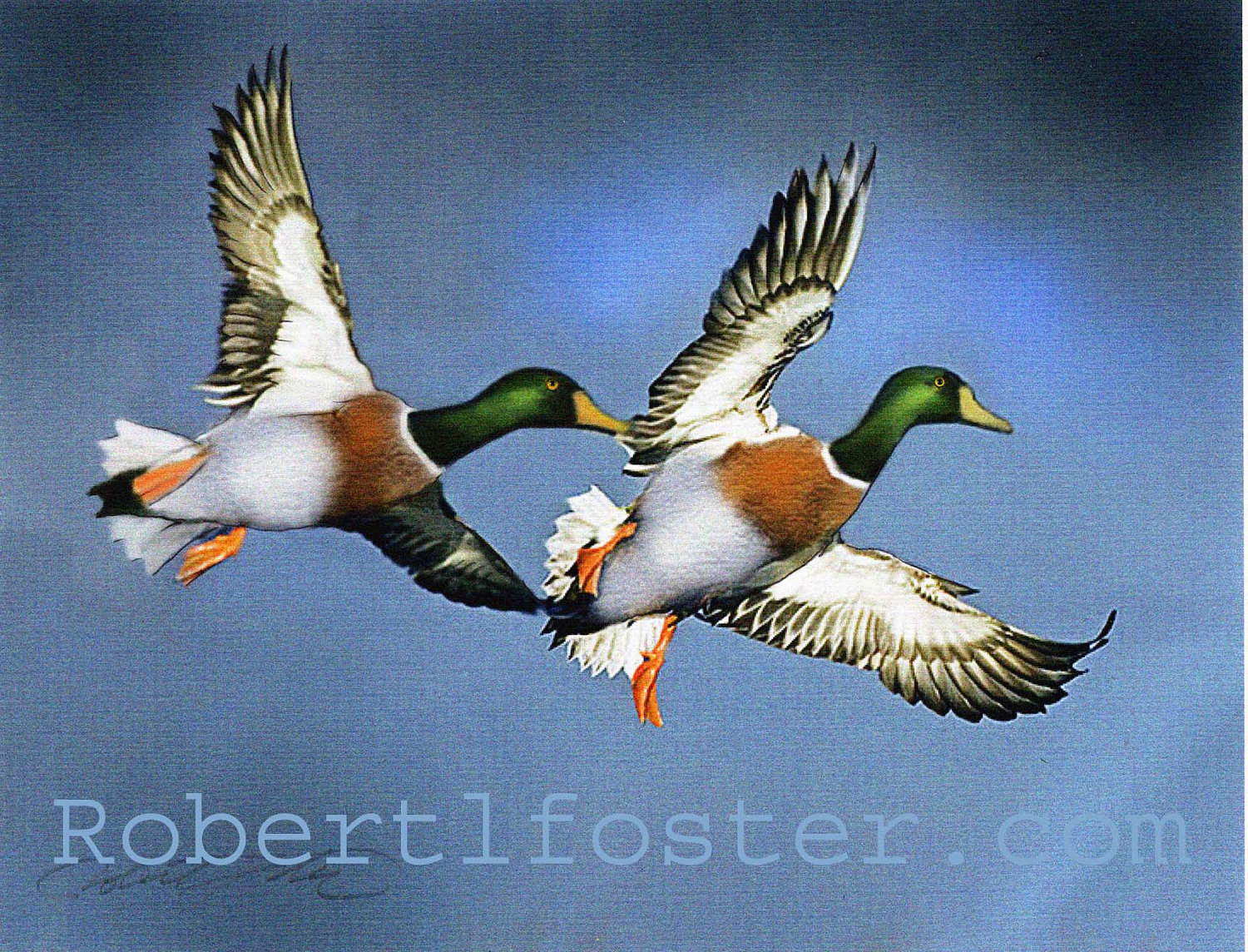 1500x1144 Duck Hunting Sketches - Flying Duck Painting