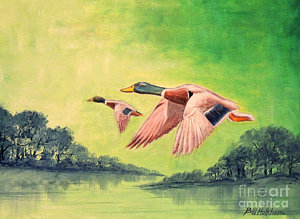300x219 Ducks In Flight Paintings Fine Art America - Flying Duck Painting