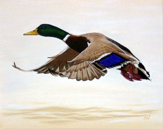 570x452 Flying Duck Painting Acrylic On Canvas By Sandrawarmerdam On Etsy - Flying Duck Painting