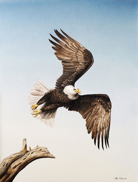 Flying Eagle Painting at PaintingValley.com | Explore collection of ...