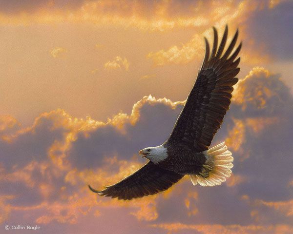 600x480 Bald Eagle In Flight Wildlife Painting - Flying Eagle Painting