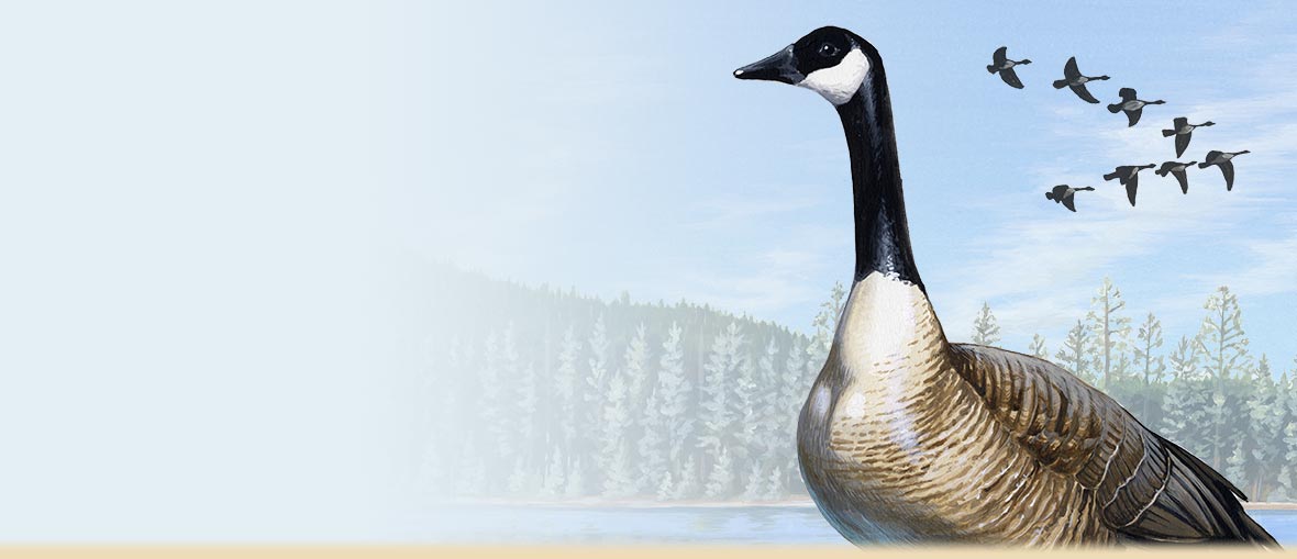 1180x509 Canada Goose Facts, Information Amp Photos - Flying Geese Painting