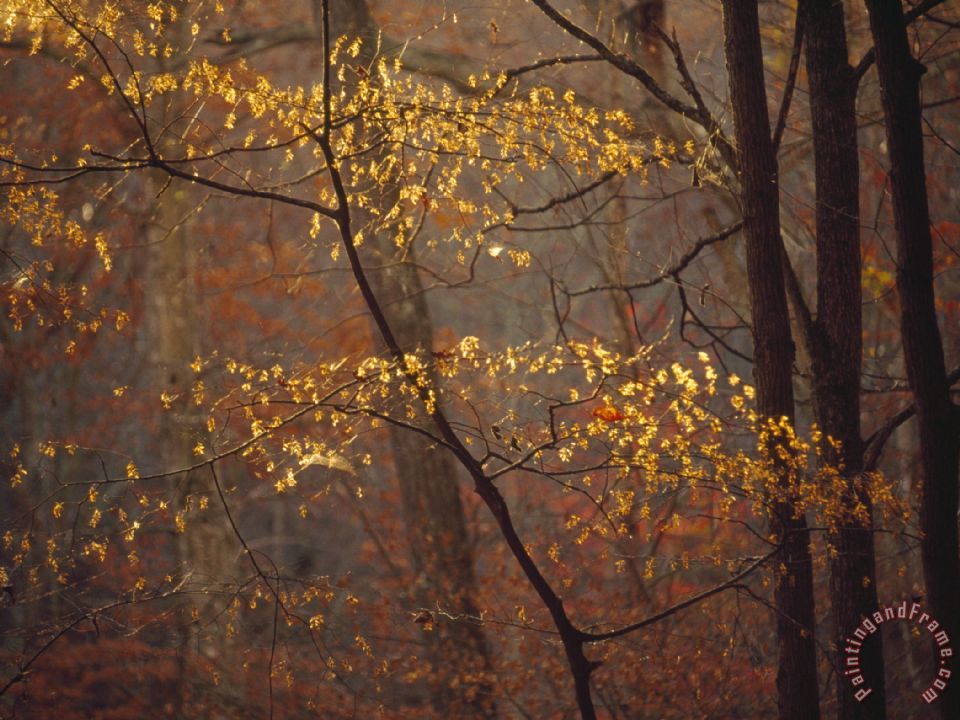 960x720 Raymond Gehman Trees In Autumn Hues In A Foggy Forest Painting - Foggy Forest Painting