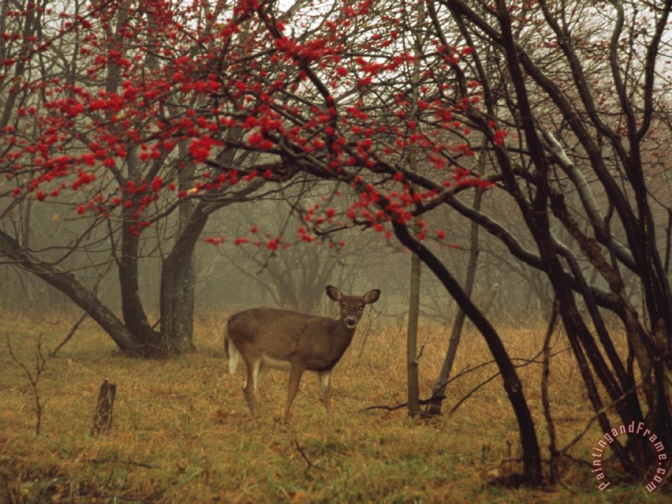 960x720 Raymond Gehman White Tailed Deer Doe A Foggy Forest Clearing - Foggy Forest Painting