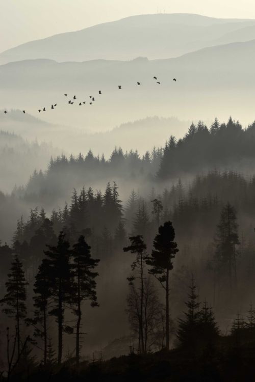 500x750 Dukes Pass, Trossachs - Foggy Forest Painting