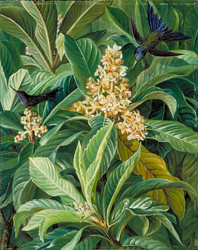 397x500 Kew Marianne North Gallery Painting 128 Foliage And Flowers - Foliage Painting