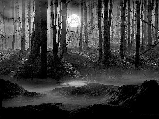 550x412 She Wolf Night Dark Forests - Forest At Night Painting