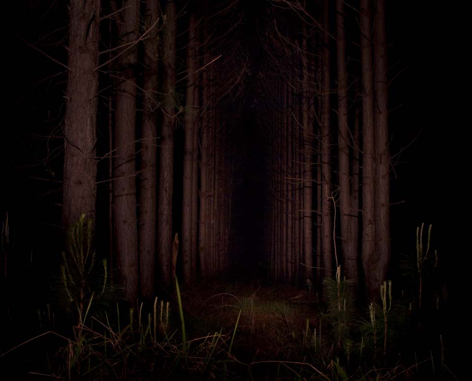 959x774 Light Painting Night Vision - Forest At Night Painting