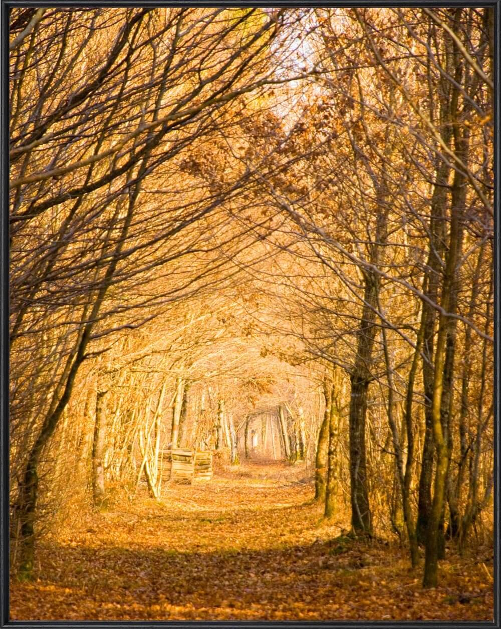 1000x1255 Markzytynski.photography Forest Path - Forest Path Painting