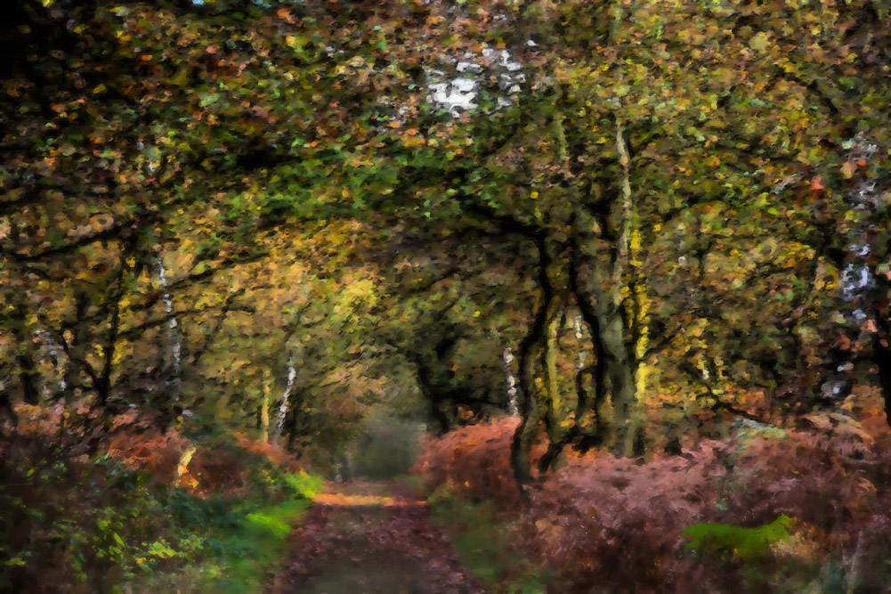 1001x667 A Forest Path Just Before Sundown - Forest Path Painting