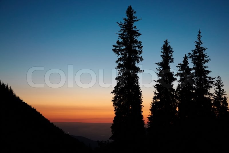 800x534 Beautiful Sunset With Pine Tree Silhouette Border. All Natural - Forest Silhouette Painting