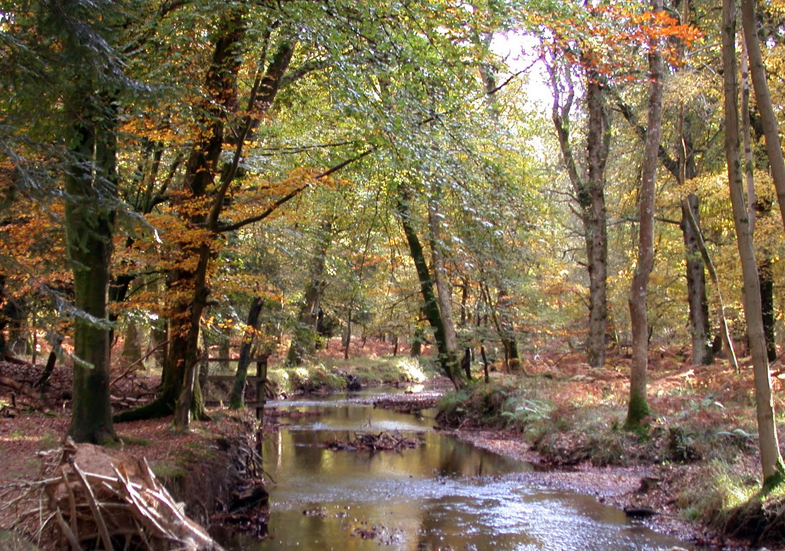 1600x1124 New Forest Stream Ann Mortimer Art - Forest Stream Painting