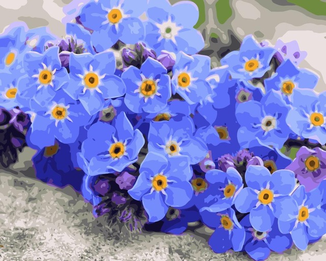 640x512 Mahuaf J039 Painting By Numbers Flowers Forget Me Not Diy Digital - Forget Me Not Flower Painting