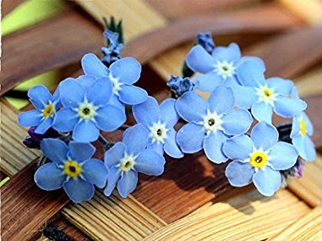 463x347 Friday's Chance Forget Me Not - Forget Me Not Painting