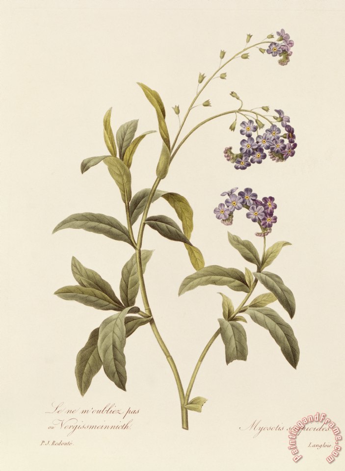 703x960 Pierre Joseph Redoute Forget Me Not Painting - Forget Me Not Painting