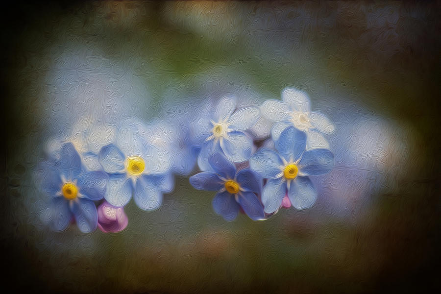 900x600 Vibrant Forget Me Not Spring Flowers With Textured And Vignette - Forget Me Not Painting