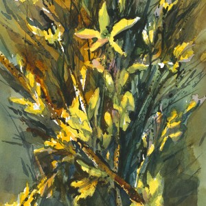 300x300 Original Watercolor Of Forsythia By Bruce Davidson Bruce - Forsythia Painting