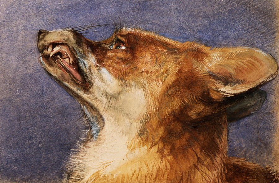 900x593 Head Of A Fox Pastel By John Frederick Lewis - Fox Head Painting