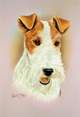 274x400 Wire Fox Terrier Head Study Print Rmdh150 - Fox Head Painting