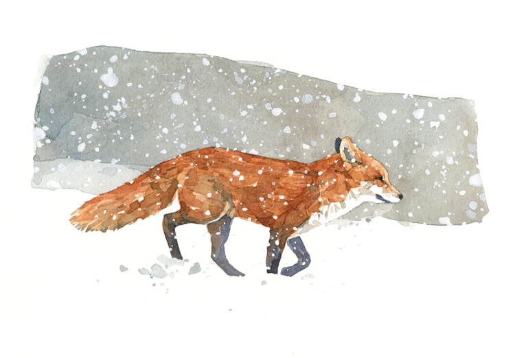 750x522 Red Fox In Snow Watercolor Painting David Scheirer Watercolors - Fox In The Snow Painting