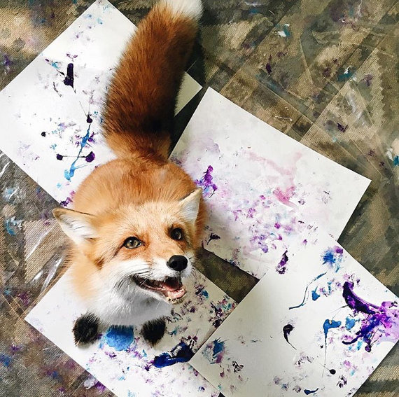 570x567 Fox Paw Painting Juniperfoxx - Fox Painting