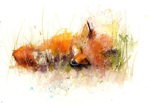 480x333 Limited Edition Red Fox Watercolour Prints Direct From The Artist - Fox Painting