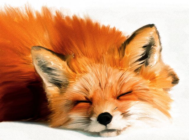 640x476 Sleeping Fox Photoshop Painting Photoshop, Foxes - Fox Painting