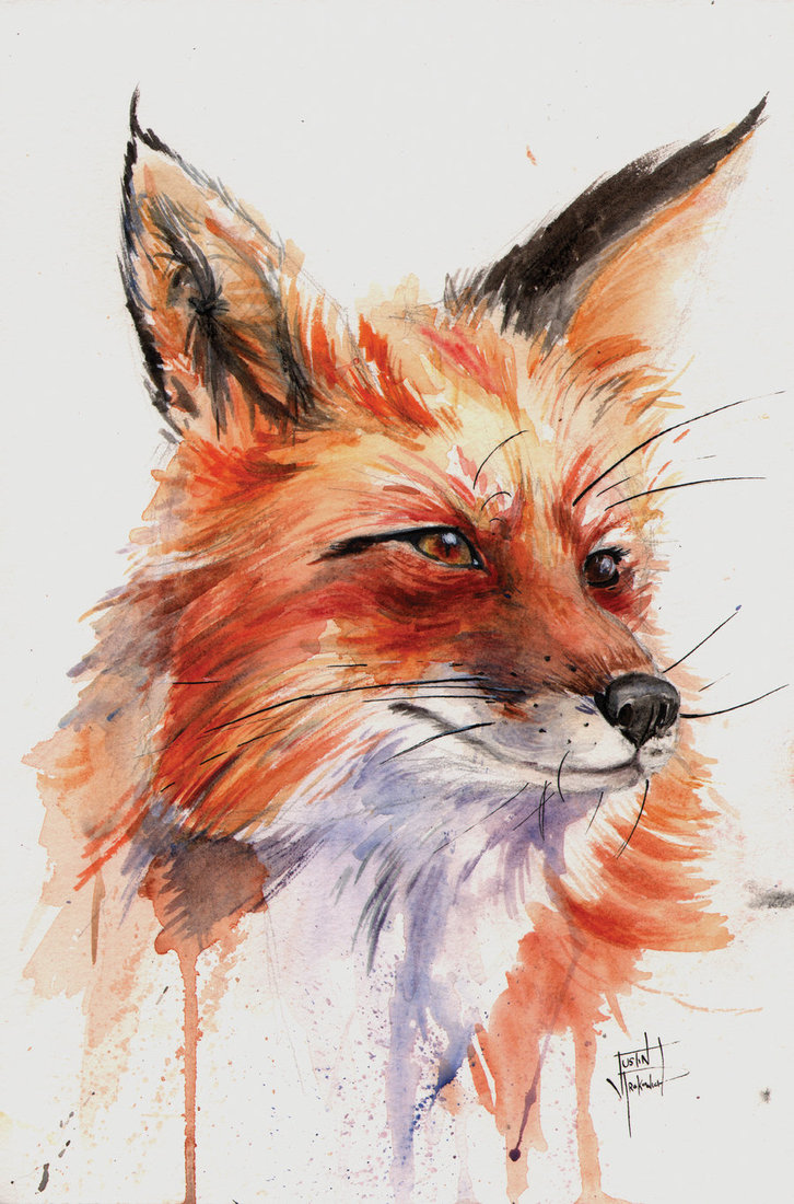726x1100 Fox Study In Watercolor By Justinprokowich - Fox Painting Watercolor