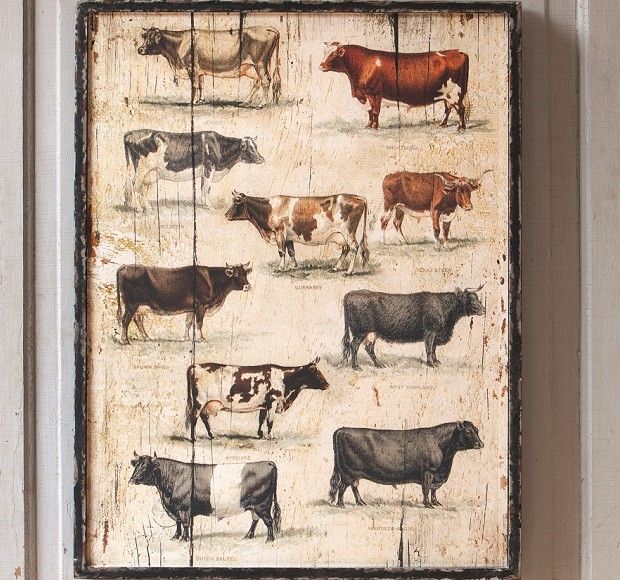620x580 Framed Vintage Cow Breeds Cow Wall Art, Cow And Cow Painting - Framed Cow Painting