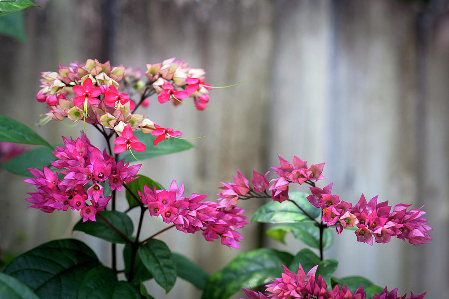 900x600 Bleeding Heart Flowers Clerodendrum Painted Photograph By Rich Franco - Franco Painting Flowers